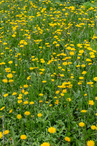 A green field with yellow dandelions. Full-frame view of wild yellow spring flowers.