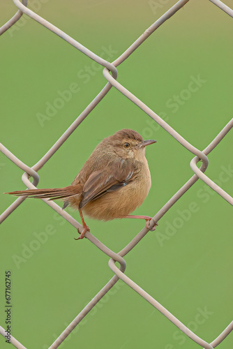 Plain Prinia  