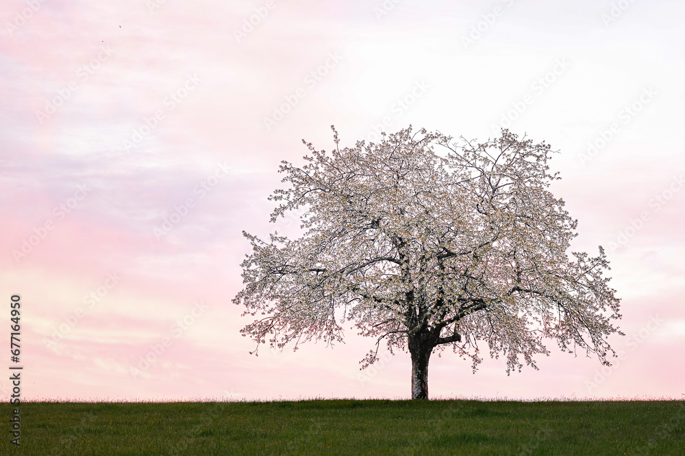Obraz premium Blühender Obstbaum im Sonnenaufgang, Einzelstellung, morgenrot