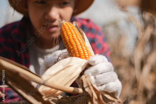 Asian cute boy holds bunch of corn or maize at local cornfarm in harvesting season, soft and selective focus on corn, concept for happiness of young agriculture around the world.  photo