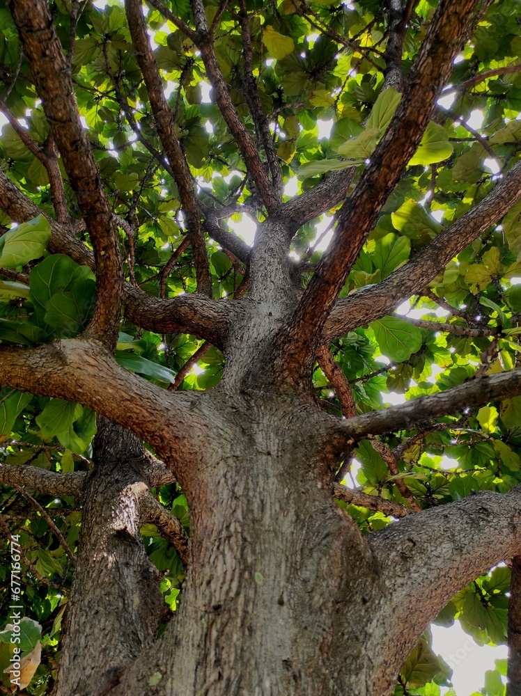 old oak tree