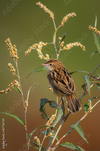 Zitting Cisticola 