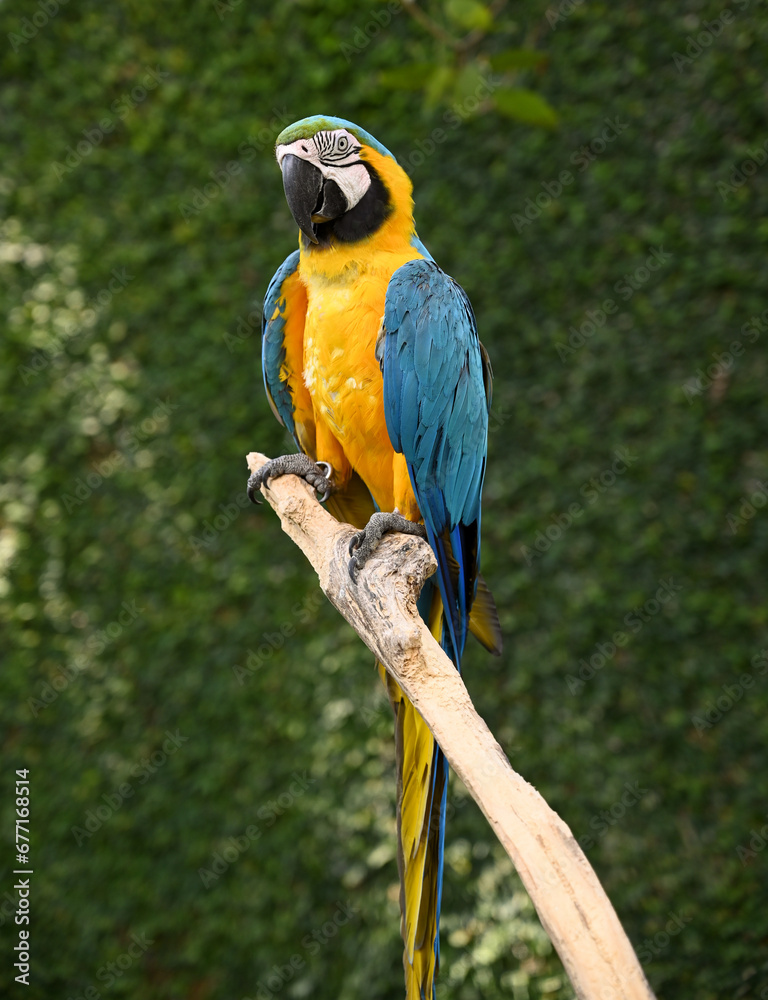 A closeup of a beautiful, colorful yellow and blue bird in a birds' park in Bali, Indonesia A closeup of a beautiful, colorful yellow and blue bird in a birds' park in Bali, Indonesia