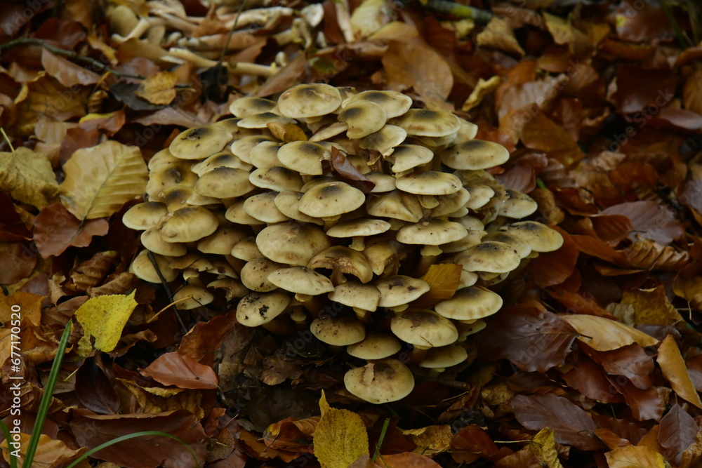 Champignons non comestibles poussant sur du bois pourri au domaine du château de la Hulpe en Brabant Wallon Champignons non comestibles poussant sur du bois pourri au domaine du château de la Hulpe en Brabant Wallon