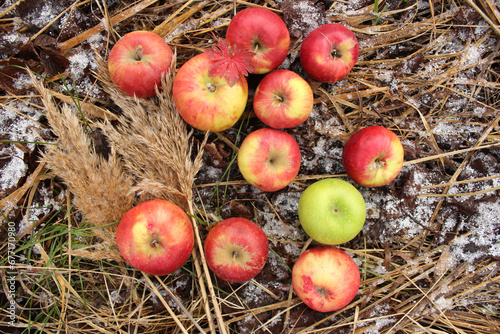Apples on the first snow on dry grass