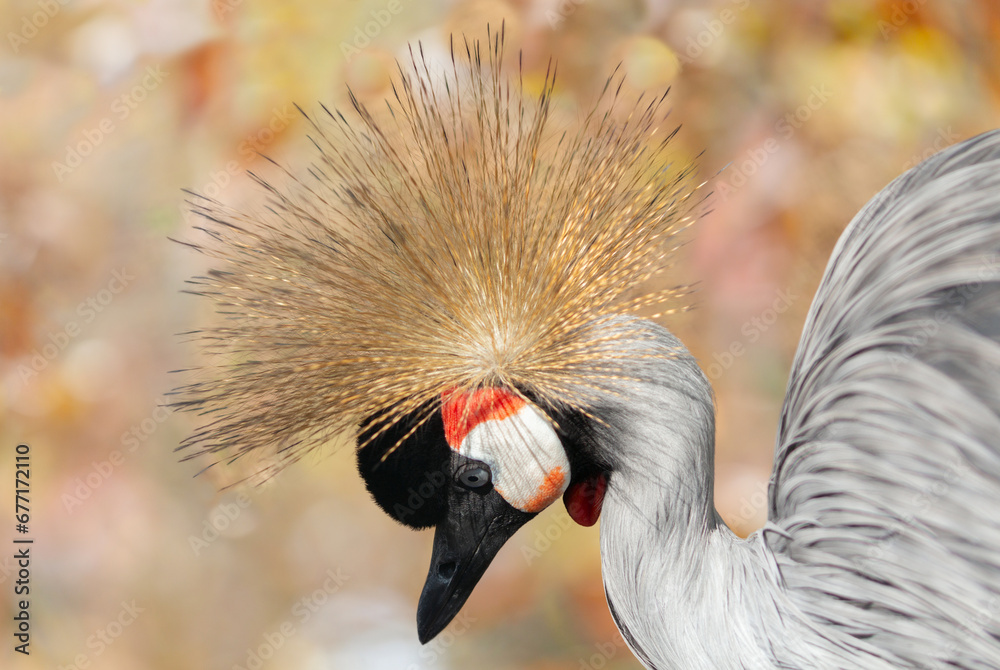Fototapeta premium crowned grey crane on colorful background