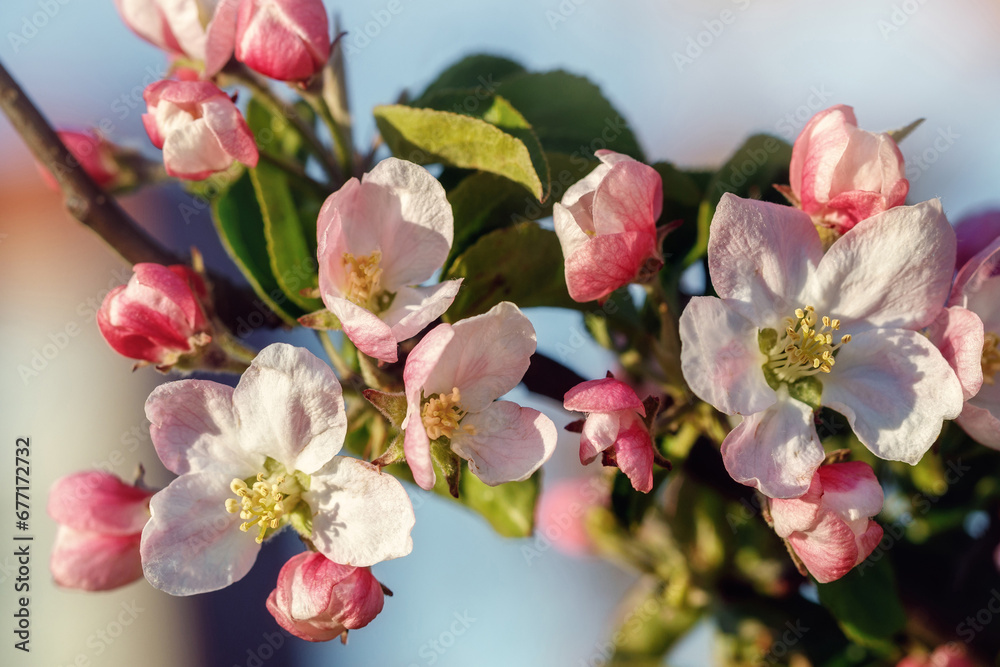 Pink and white apple blossom flowers on tree in springtime. Pink and white apple blossom flowers on tree in springtime.