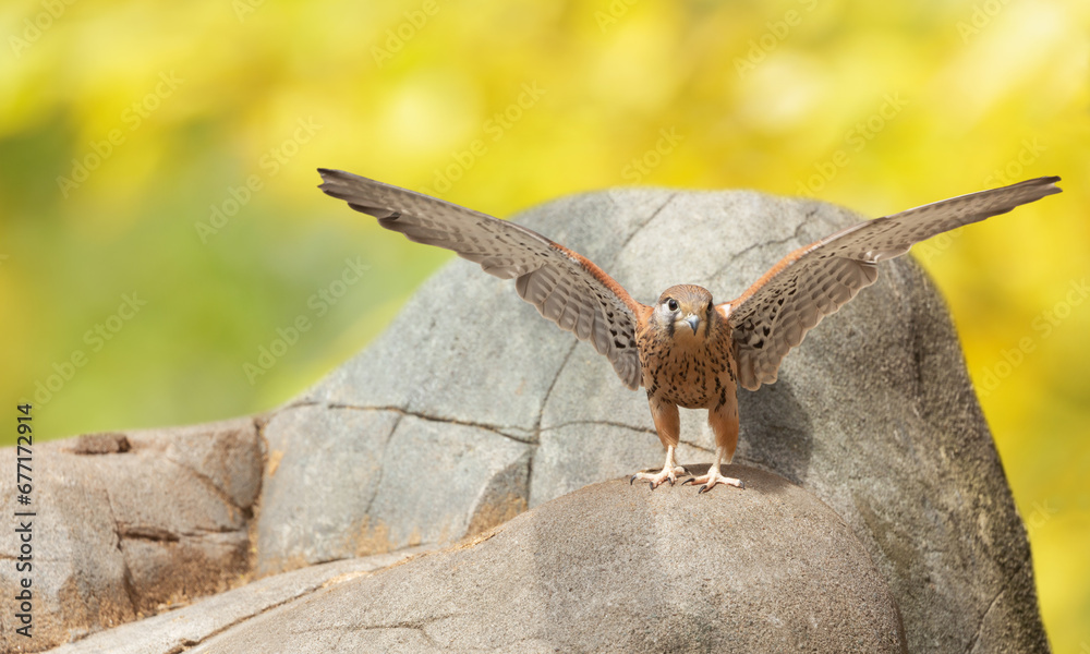 Bird of prey perching on stone. Common Kestrel