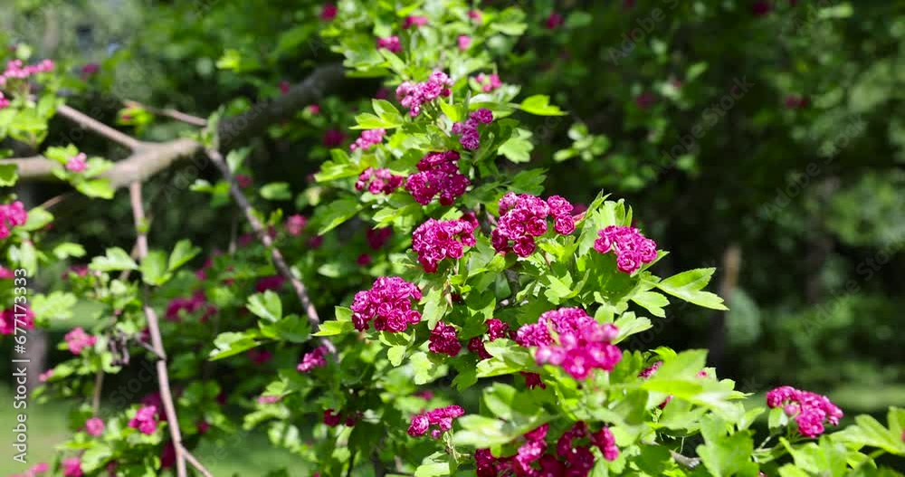 trees during spring flowering , red flowers during flowering in spring park trees during spring flowering , red flowers during flowering in spring park