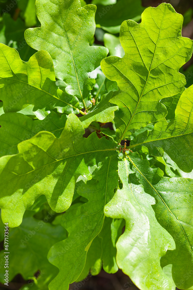 Young oak leaves shine through the sun with visible vein in close up. Background in shades of bright green for the design Young oak leaves shine through the sun with visible vein in close up. Background in shades of bright green for the design