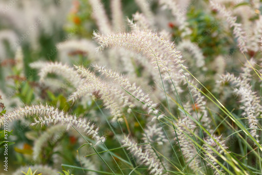 Cirrus bristle, or Pennisetum ( lat. Pennisetum ) is a genus of widespread herbaceous plants from the grass family Cirrus bristle, or Pennisetum ( lat. Pennisetum ) is a genus of widespread herbaceous plants from the grass family