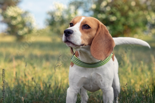 The young smiling beagle dog close up portrait in blurred green grass background.