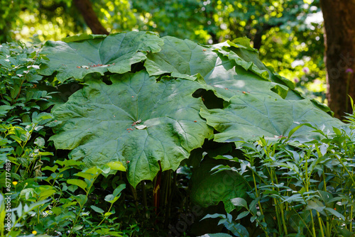 Giant leaves of astilboides tabularis in a shady garden photo