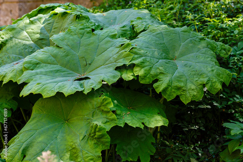 Giant leaves of astilboides tabularis in a shady garden