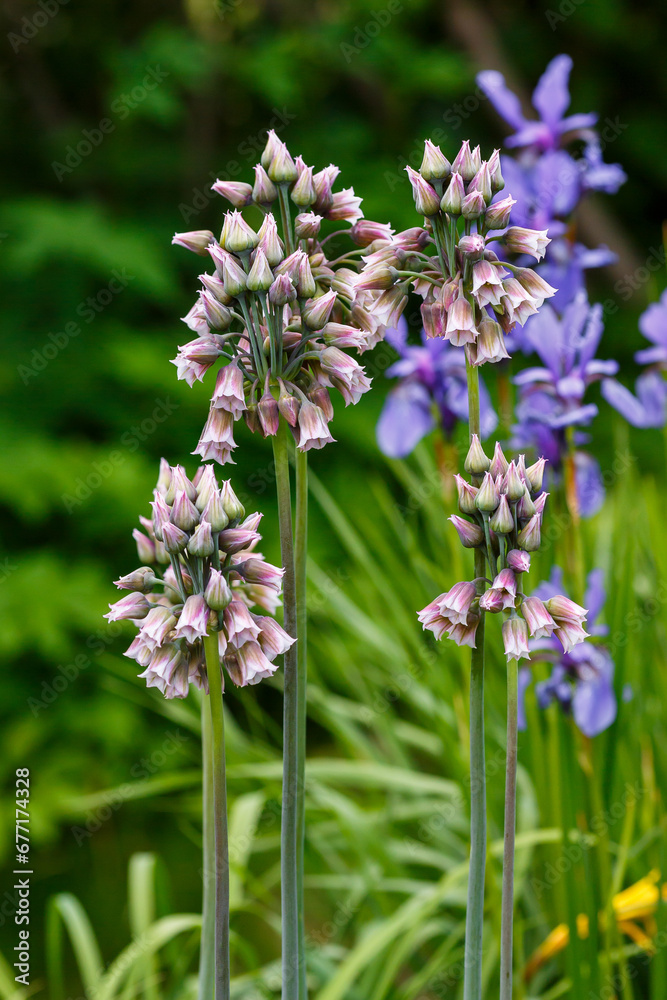 Fototapeta premium Nectaroscordum ( lat. Nectaroscordum ) is blossom in spring garden