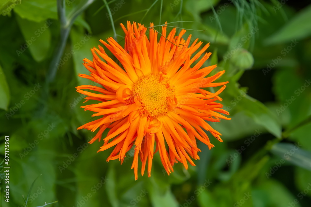 Calendula flowers close-up on a background of greenery in summer Calendula flowers close-up on a background of greenery in summer