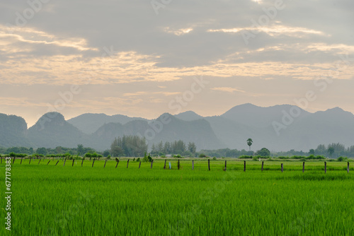 Landscape of scenic paddy field and wooden fence between farms to rice harvest  among mountain range, Thailand