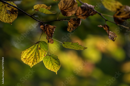 liście w lesie jesienią © Zbigniew