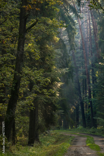 las pod koniec lata © Zbigniew