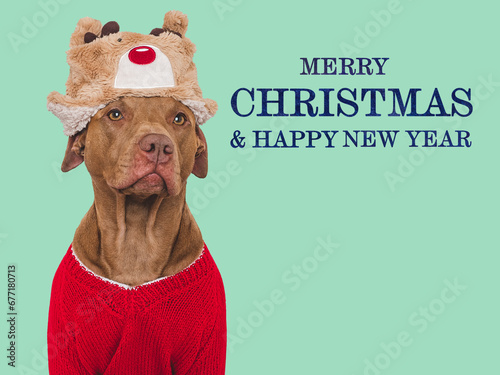 Merry Christmas. Lovable dog and Santa Claus Hat. Close-up, indoors. Day light, studio shot. Isolated. Congratulations for family, relatives, loved ones, friends and colleagues. Pets care concept