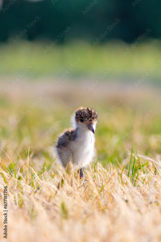 Masked lapwing Vanellus miles, spur-winged plover chick with walking on sports field in Tasmania Australia