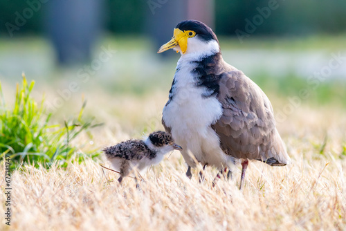 Masked lapwing Vanellus miles, spur-winged plover with young chick standing on sports field
