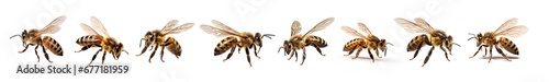 Set of natural bees on a transparent or white background. Macro side close-up view. png image. 