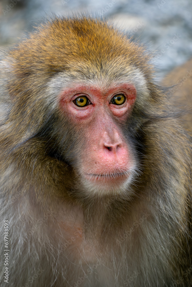 Japanese Macaque - Macaca fuscata, beautiful unique primate native Japanese mountains, woodlands and forests. Japanese Macaque - Macaca fuscata, beautiful unique primate native Japanese mountains, woodlands and forests.