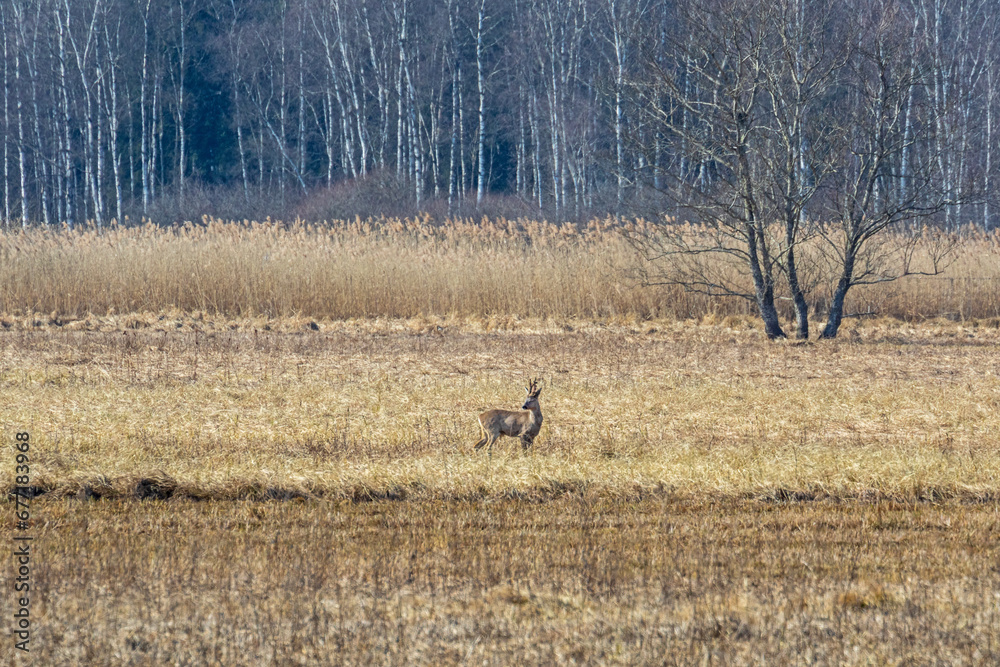 Rehbock - Wildtier - Jagen - Jäger - Moor