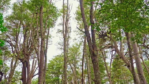 Coihue forest in Bariloche in autumn