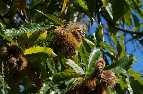 Chestnuts