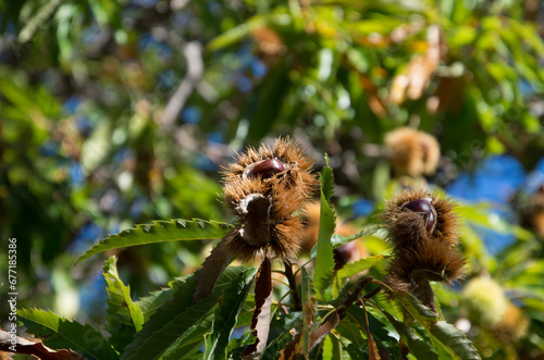 Chestnuts