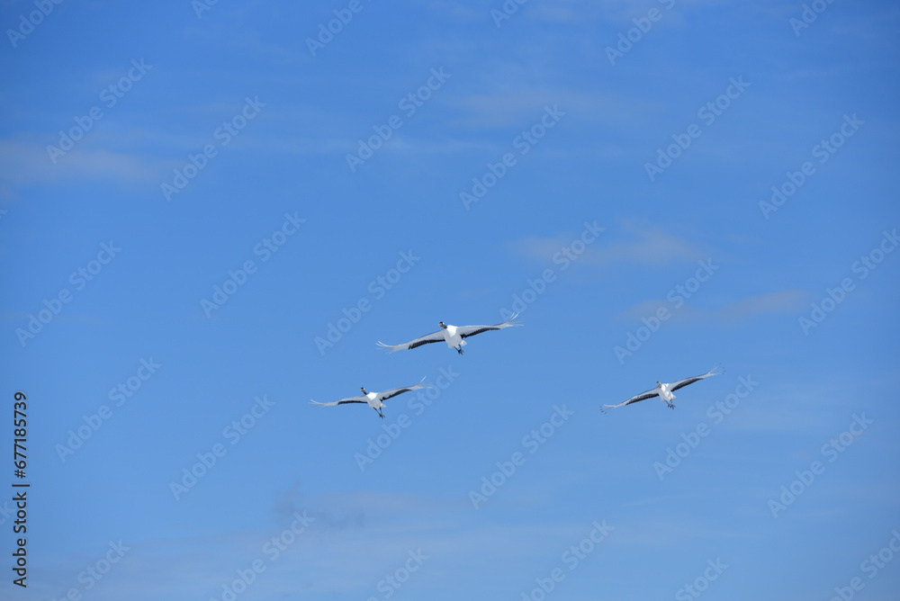 Bird watching, red-crowned crane, in
 winter