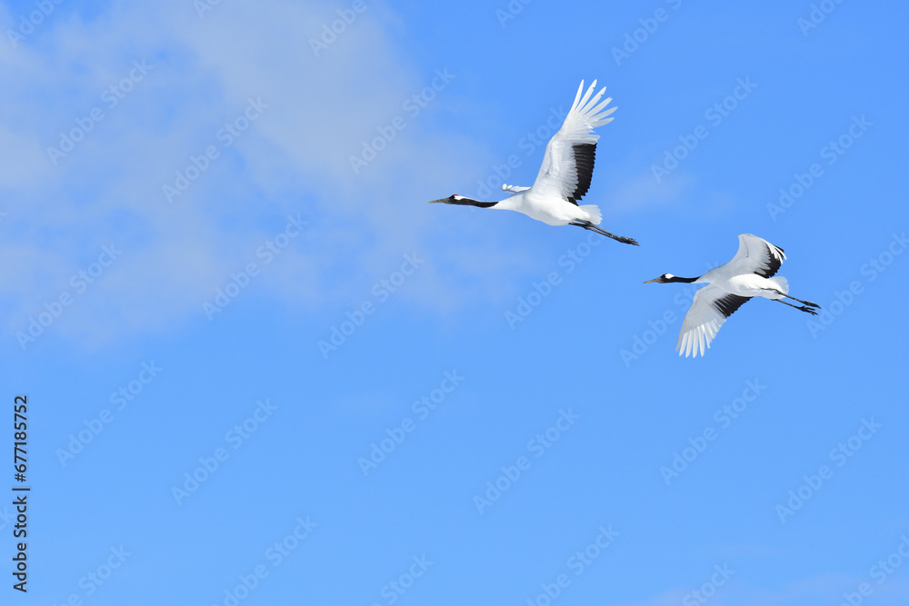 Bird watching, red-crowned crane, in
winter Bird watching, red-crowned crane, in
winter