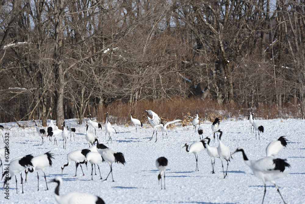 Obraz premium Bird watching, red-crowned crane, in winter