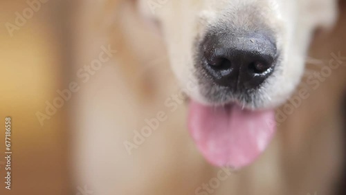 Muzzle of a golden retriever, closeup. Close-up of a retriever's muzzle. A good close-up of a golden retriever's muzzle looking forward. muzzle of a dog with a protruding pink tongue.