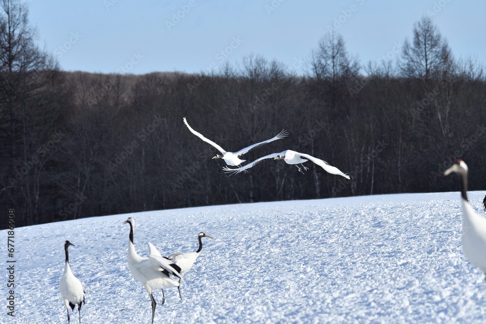 Fototapeta premium Bird watching, red-crowned crane, in winter