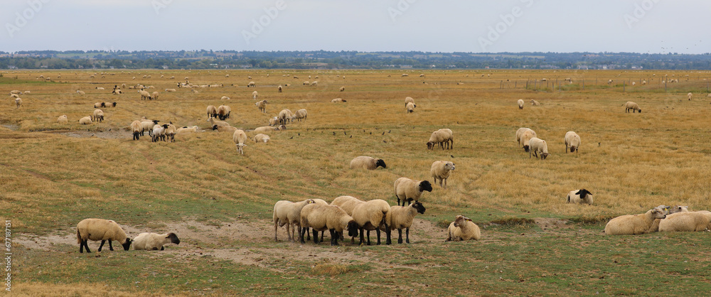 France Suffolk sheep with black head and woolly fleece grazing France Suffolk sheep with black head and woolly fleece grazing