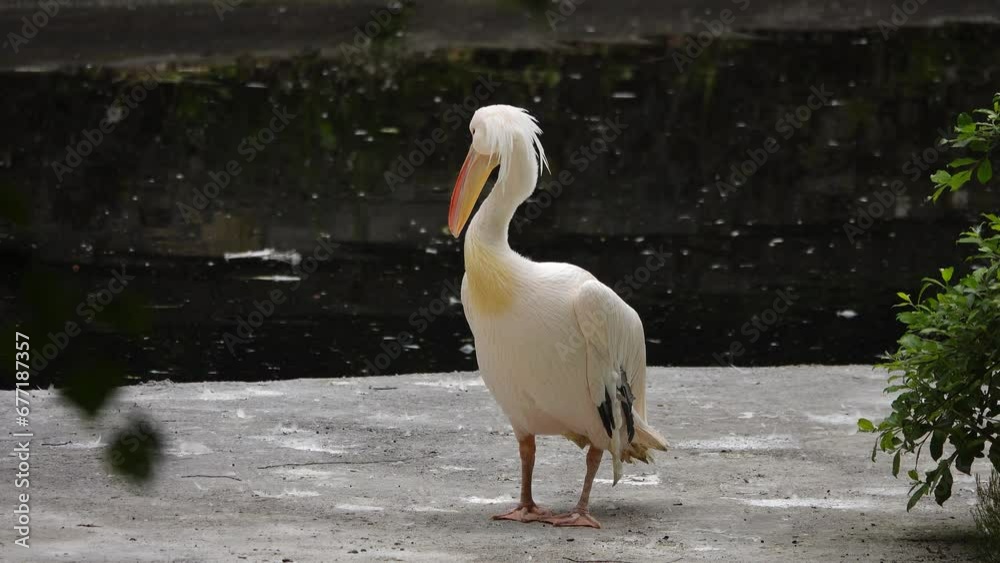 pelicans pink pelicans by the lake pelicans pink pelicans by the lake