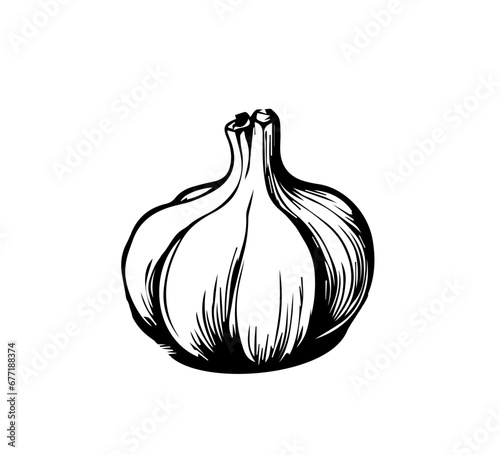 garlic hand drawn vector icon black and white 