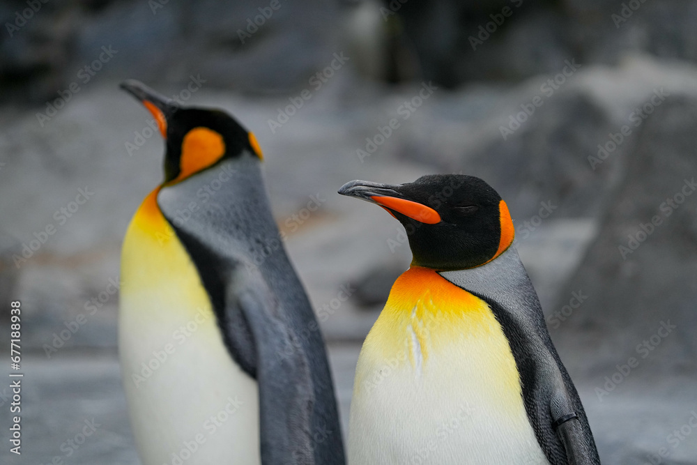 Fototapeta premium 野生動物