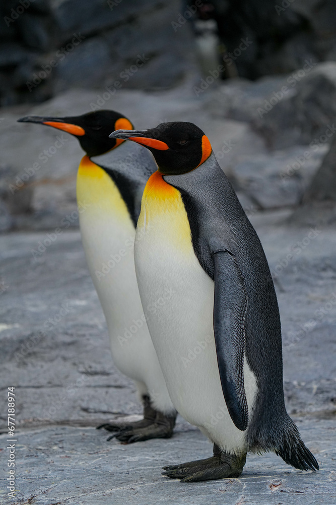 Fototapeta premium 野生動物