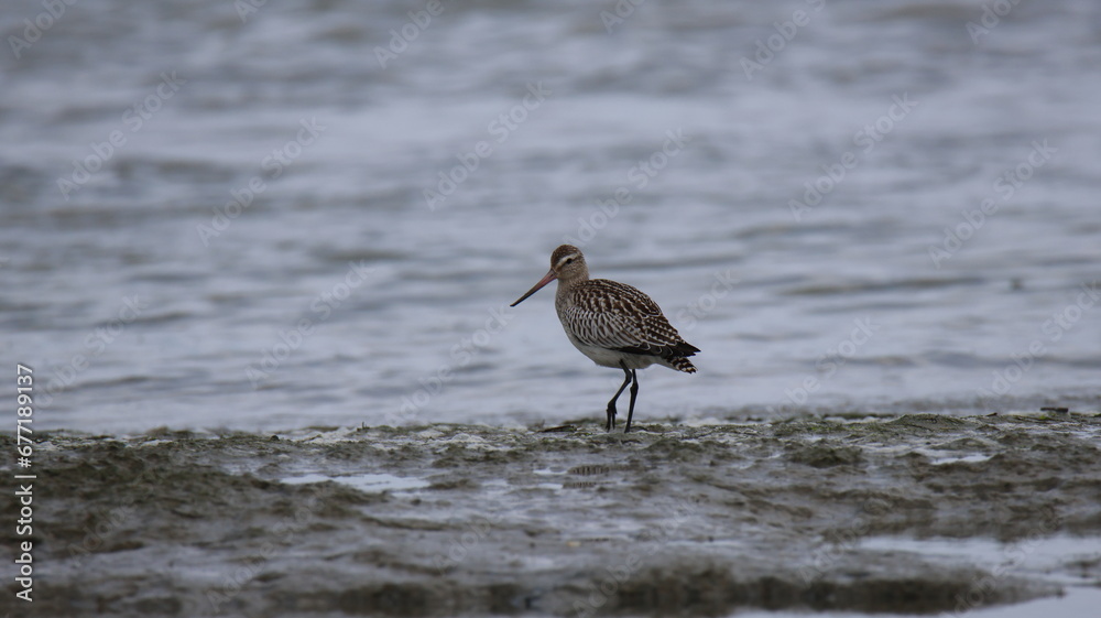 Bécasseau variable Bécasseau variable