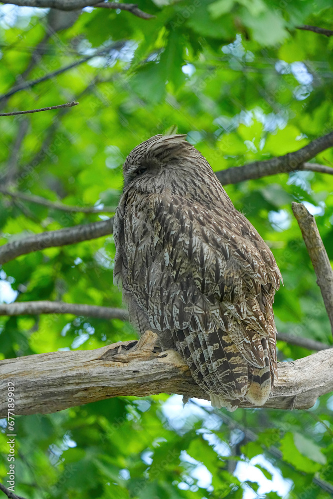 野生動物 野生動物