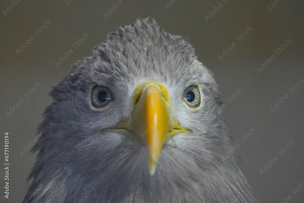 野生動物 野生動物