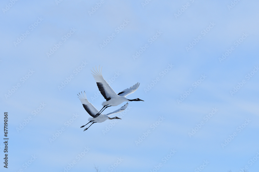Bird watching, red-crowned crane, in
winter Bird watching, red-crowned crane, in
winter