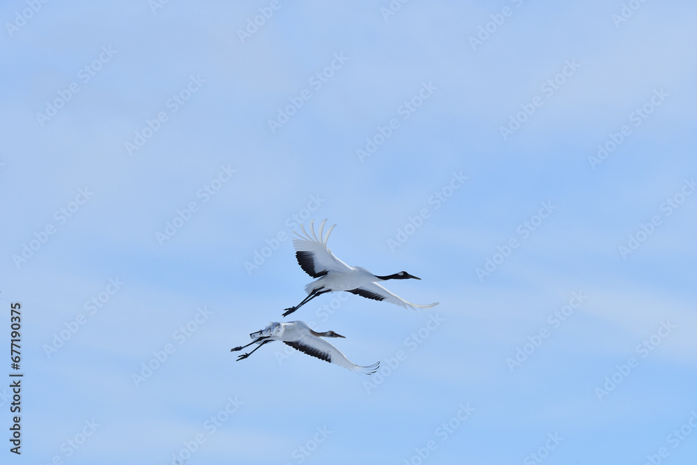 Fototapeta premium Bird watching, red-crowned crane, in winter