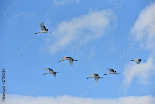 Bird watching, red-crowned crane, in winter