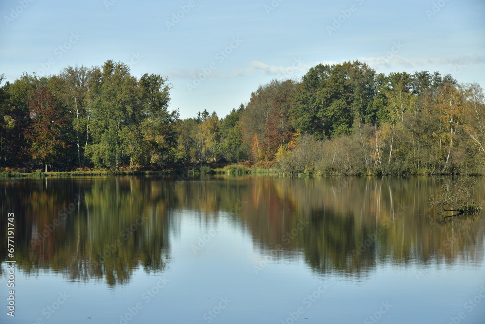 Forêt dense en automne autour des étangs de la réserve naturelle du domaine provincial de Bokrijk au Limbourg 