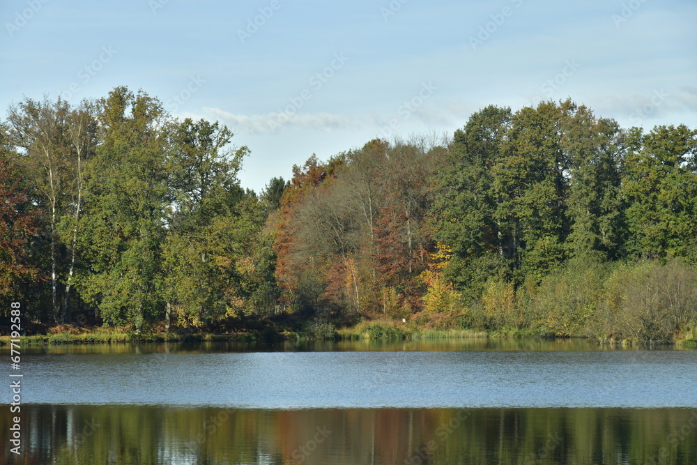 Forêt dense en automne autour des étangs de la réserve naturelle du domaine provincial de Bokrijk au Limbourg 